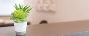 small potted succulent plant on table